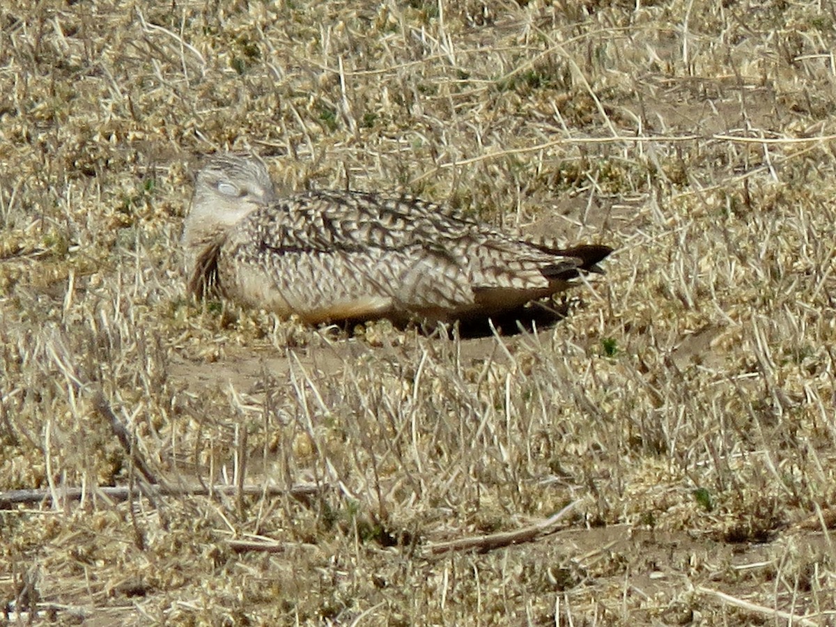 Long-billed Curlew - ML552309831