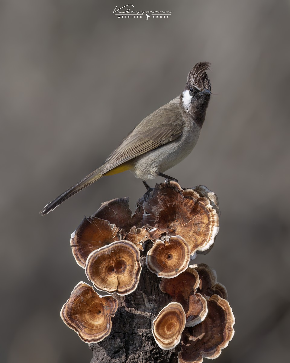 Bulbul à joues blanches - ML552310451