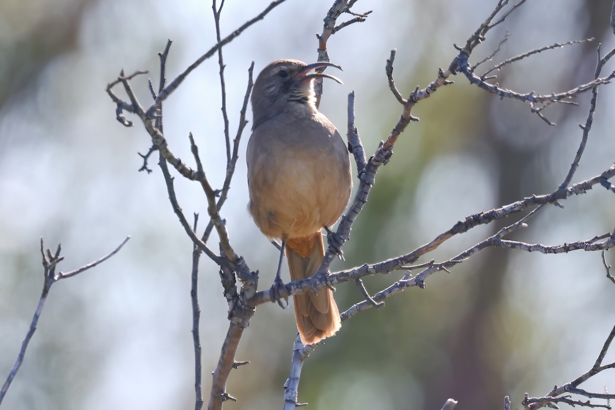 California Thrasher - ML552311021