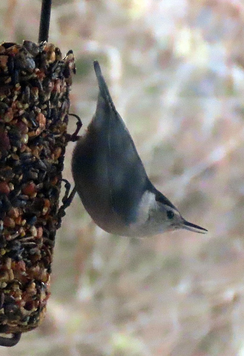 White-breasted Nuthatch - ML552311581