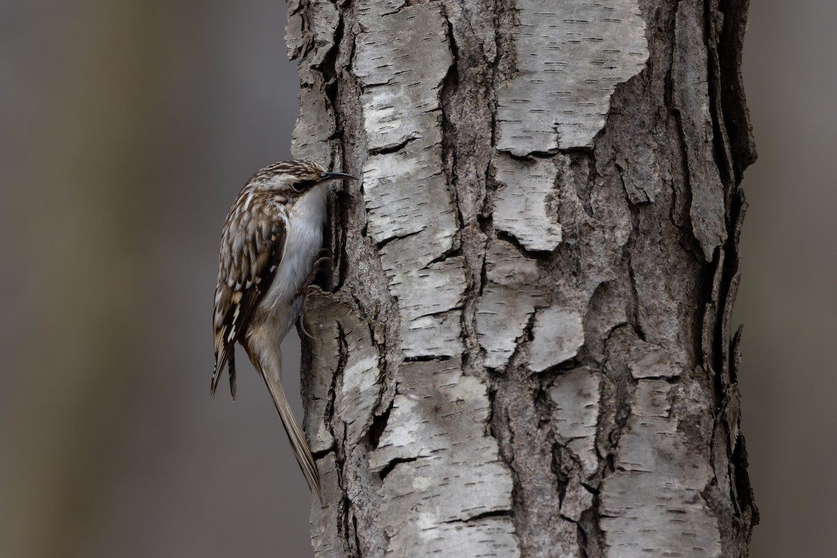 Brown Creeper - ML552312061