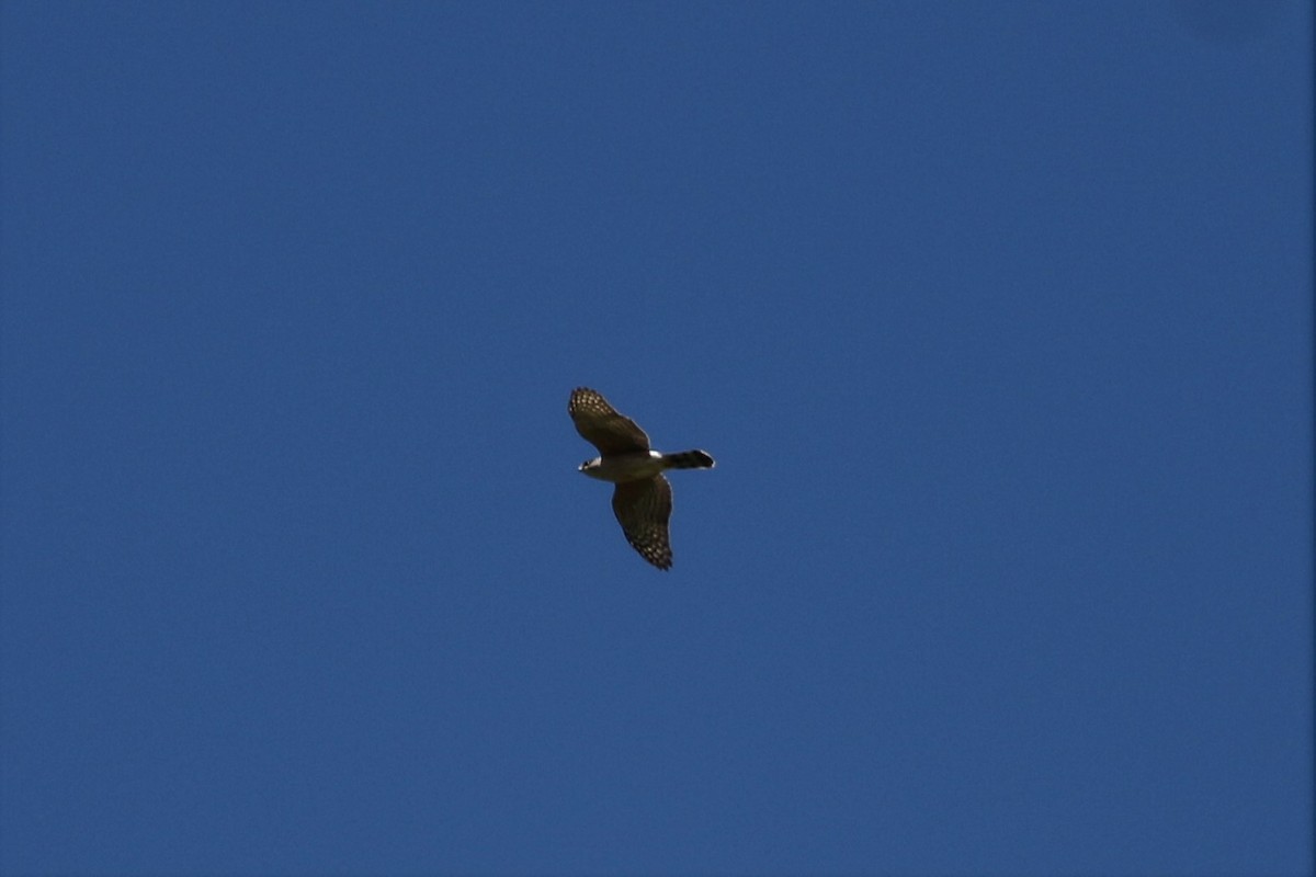 Cooper's Hawk - ML552313081