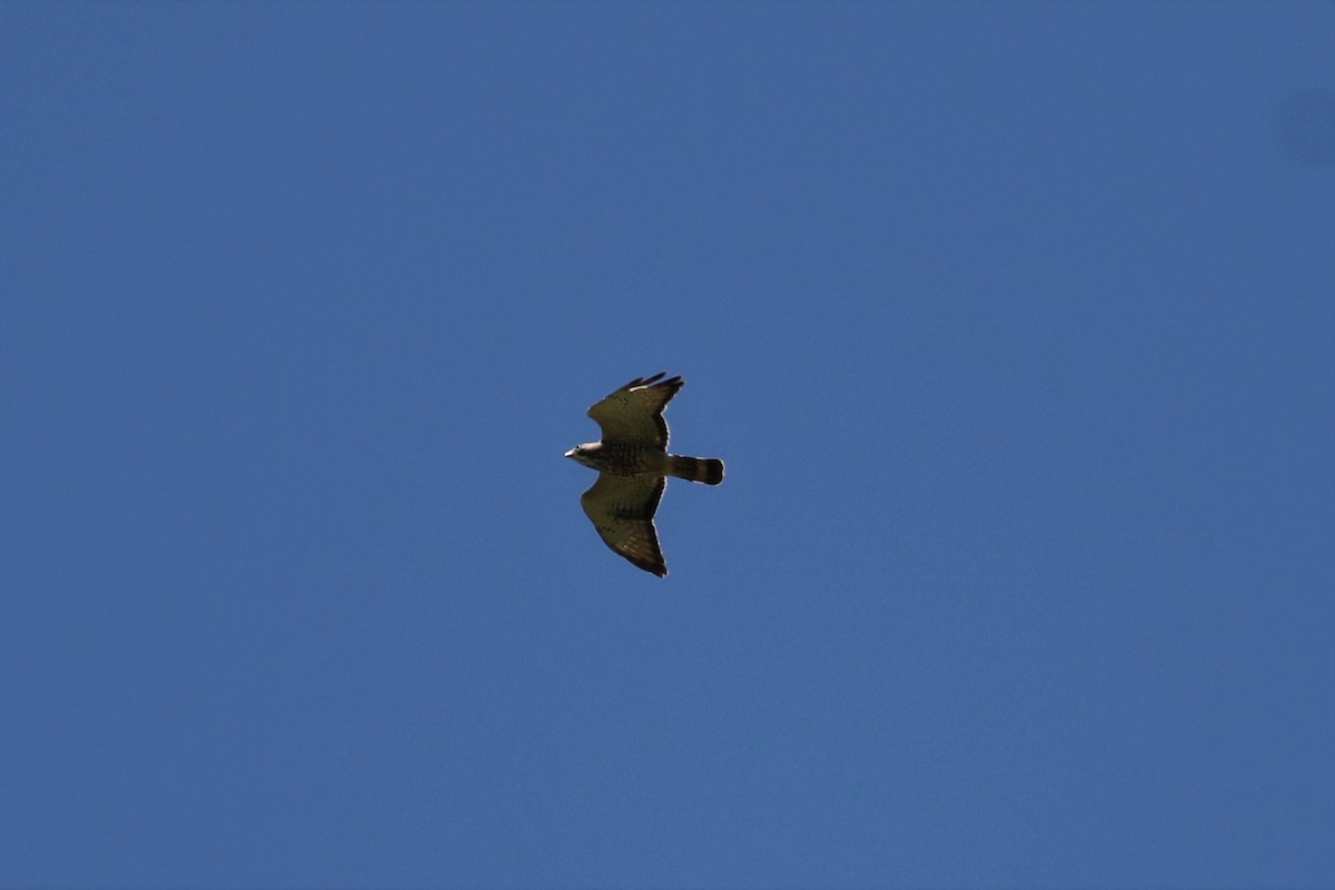 Broad-winged Hawk - ML552313441