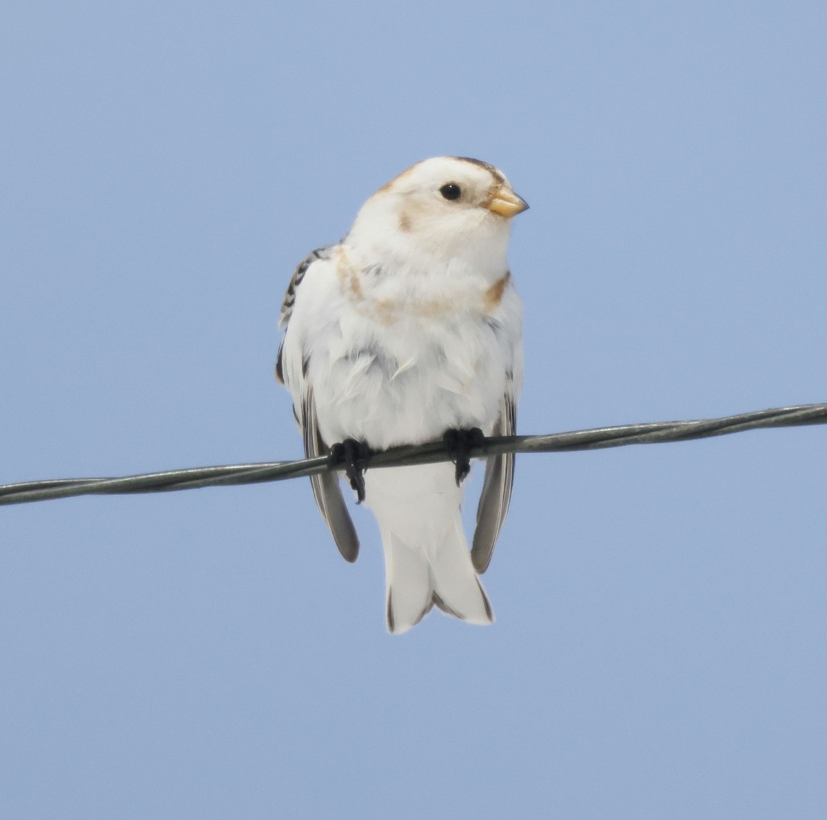 Snow Bunting - ML552314781