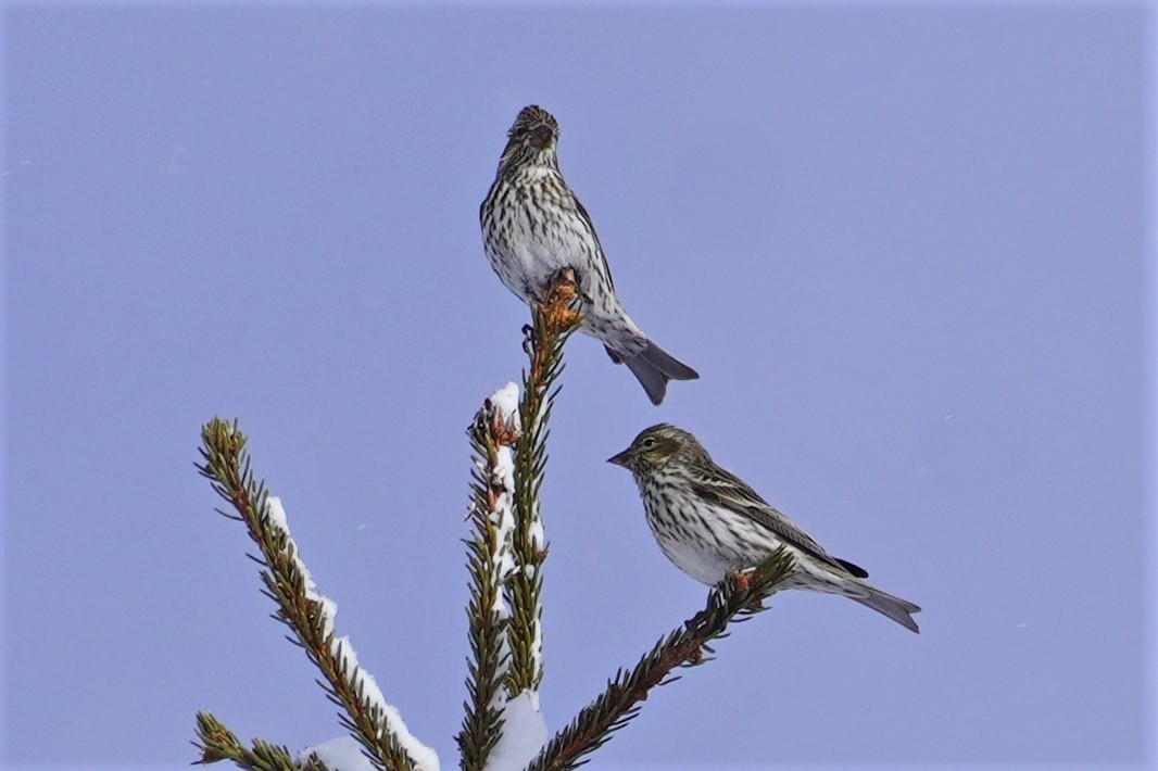 Cassin's Finch - ML552314841