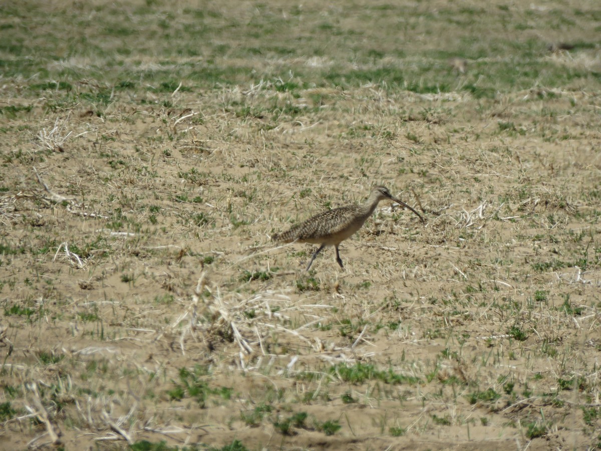 Long-billed Curlew - ML552315031