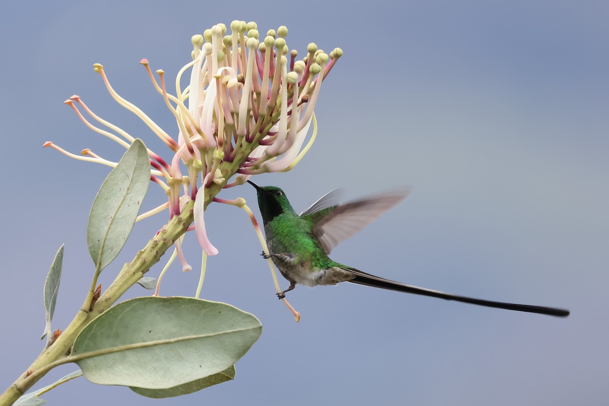 Green-tailed Trainbearer - ML552315711