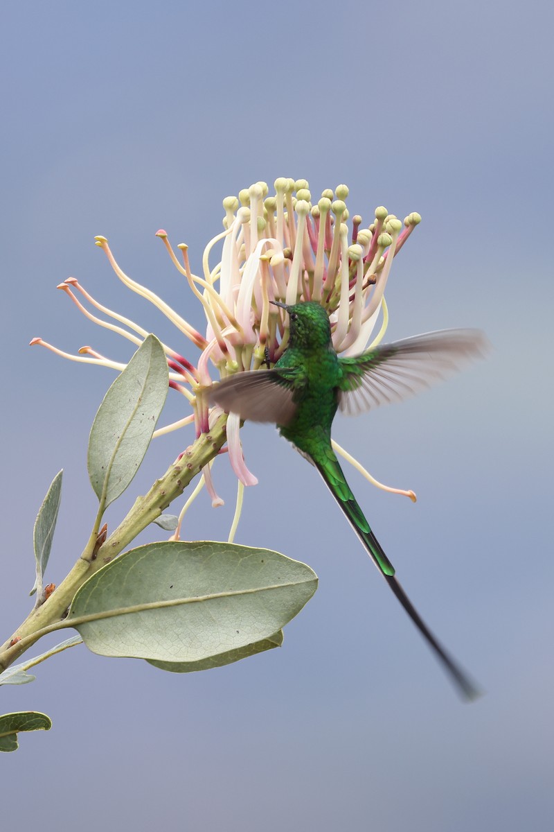 Green-tailed Trainbearer - Manuel Roncal