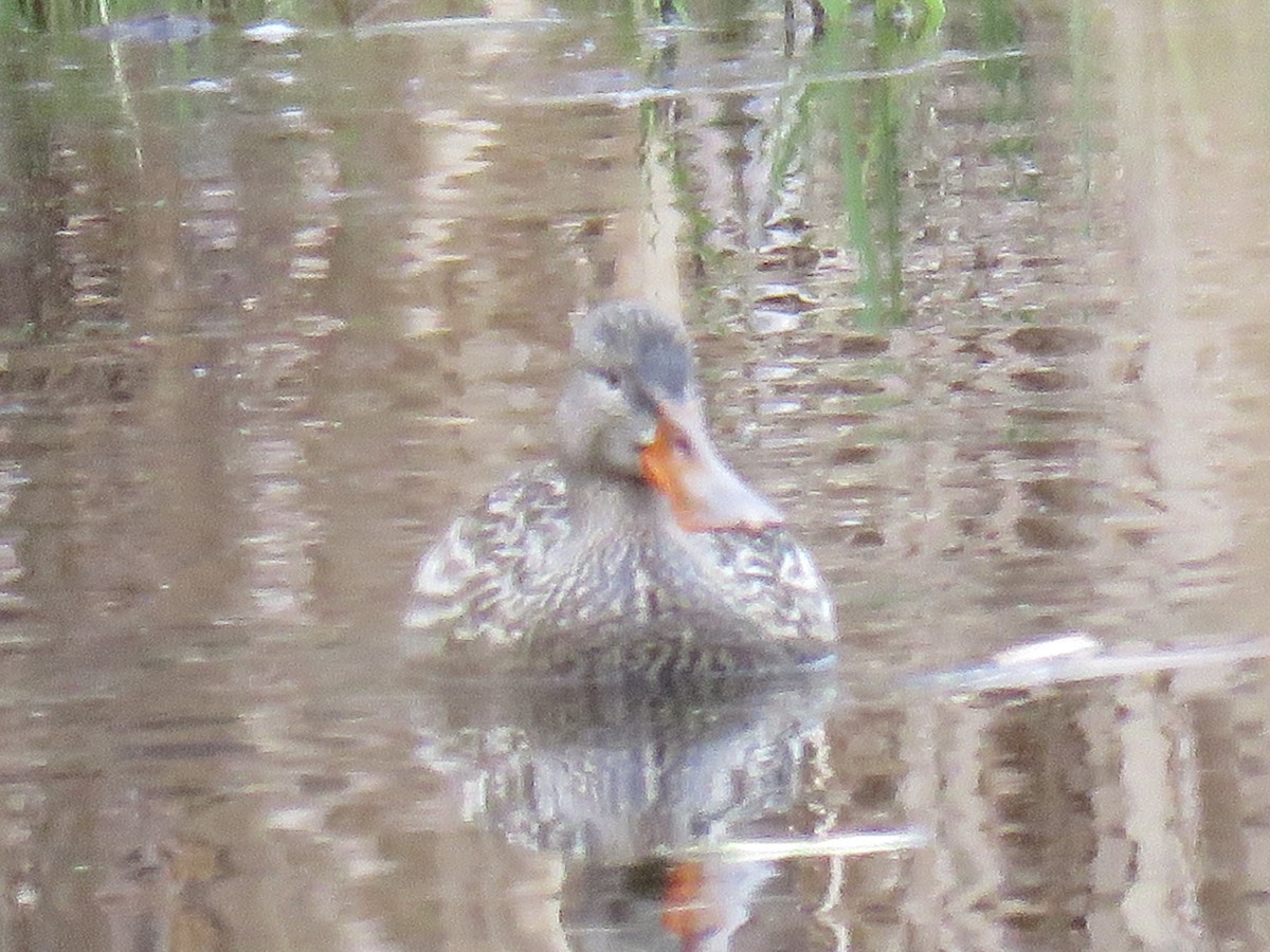 Northern Shoveler - ML552315781