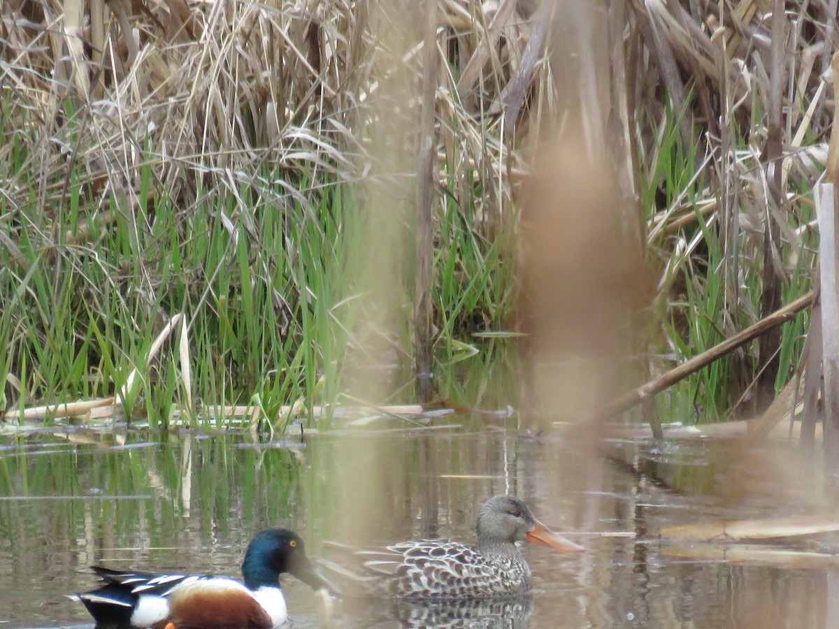 Northern Shoveler - ML552315811