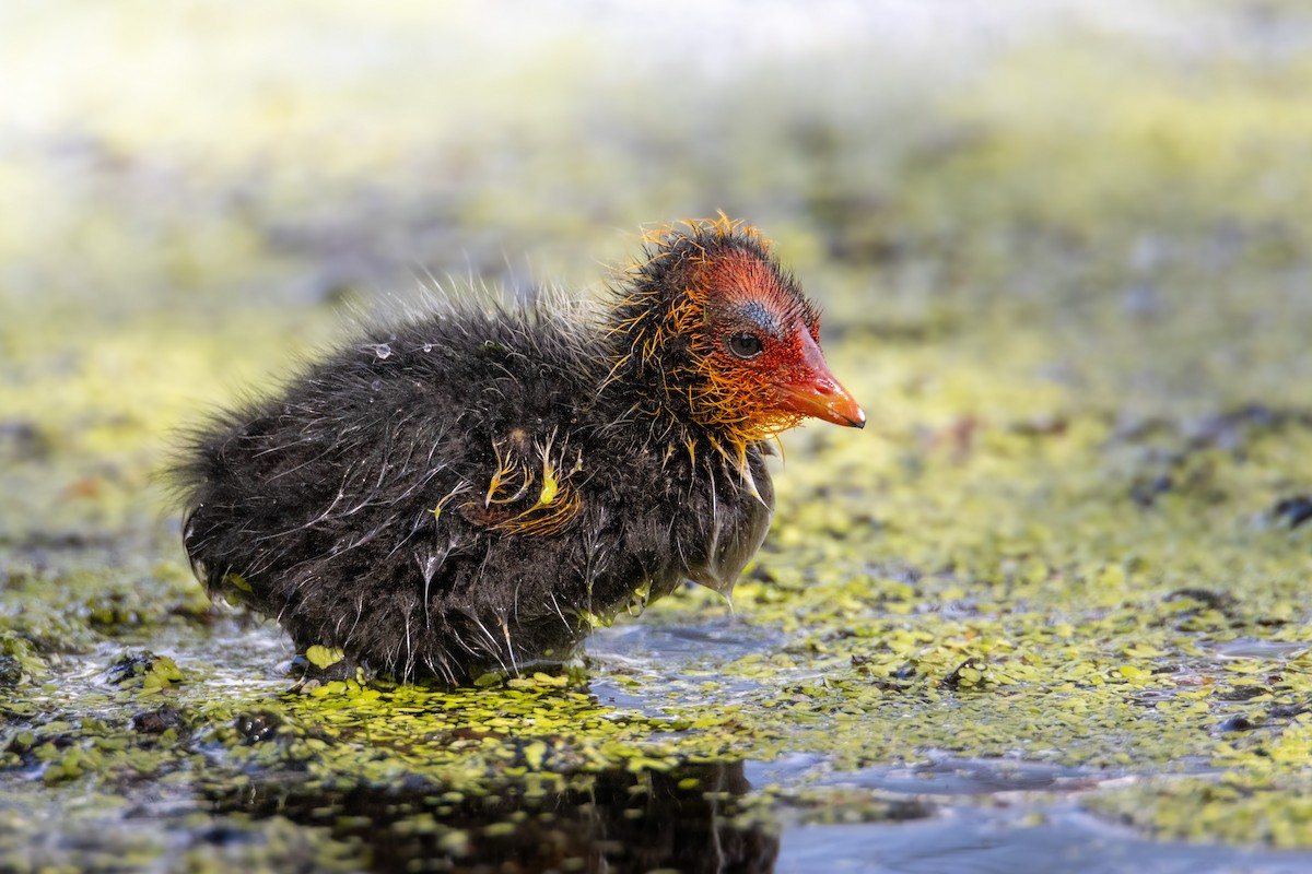 Eurasian Coot - Dante Letelier