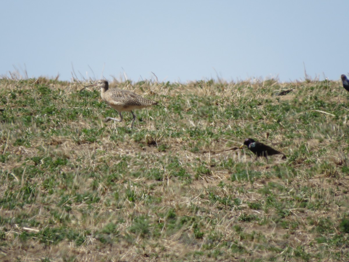 Long-billed Curlew - ML552316511