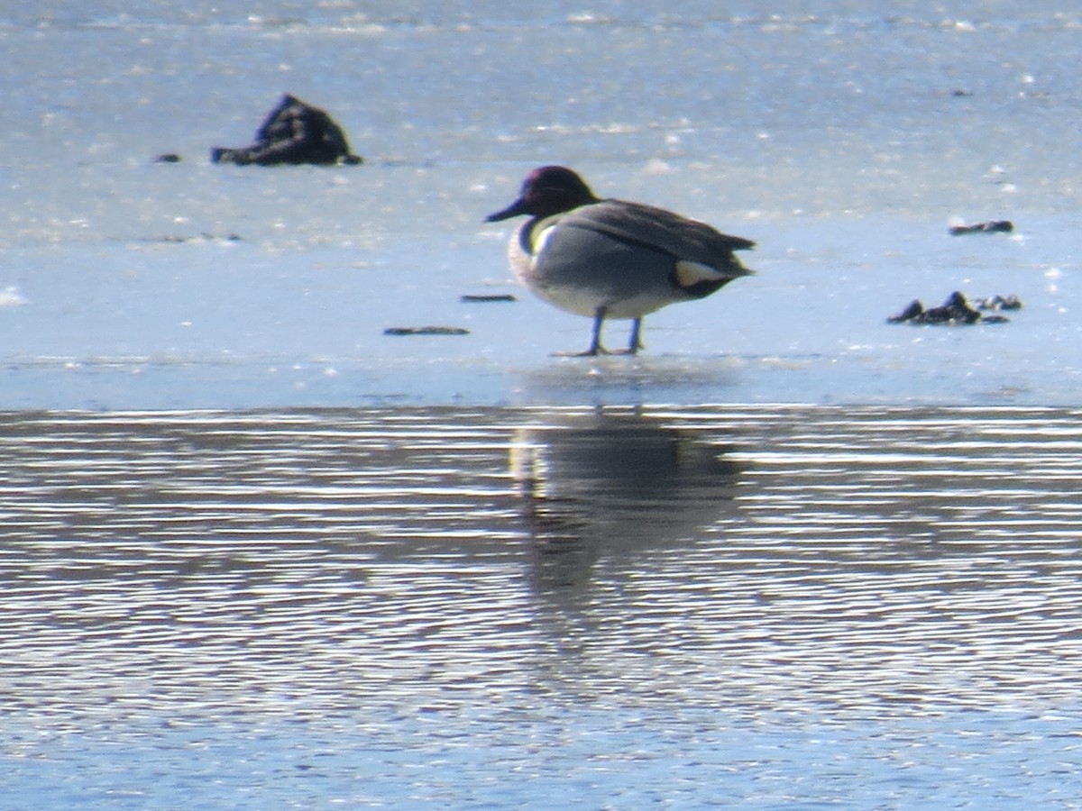 Green-winged Teal - ML552317091