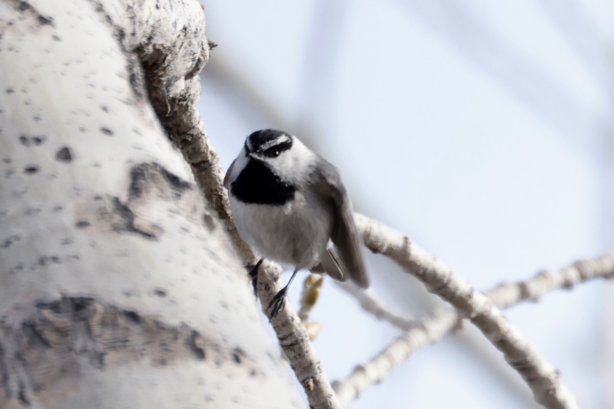 Mountain Chickadee - ML552317801