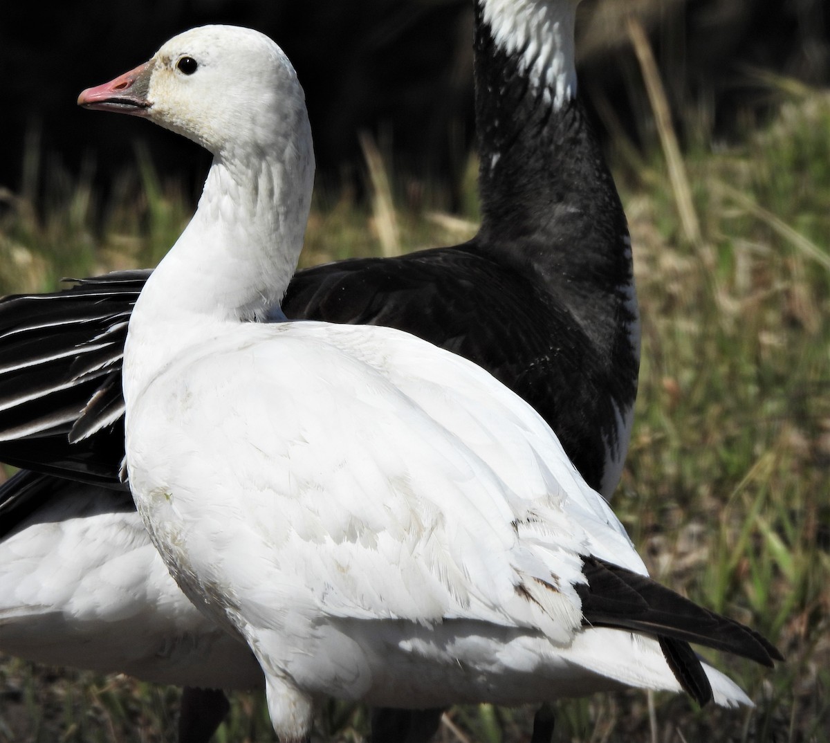 Ross's Goose - Paul McKenzie