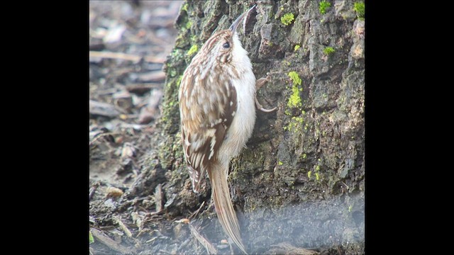 Brown Creeper - ML552320501