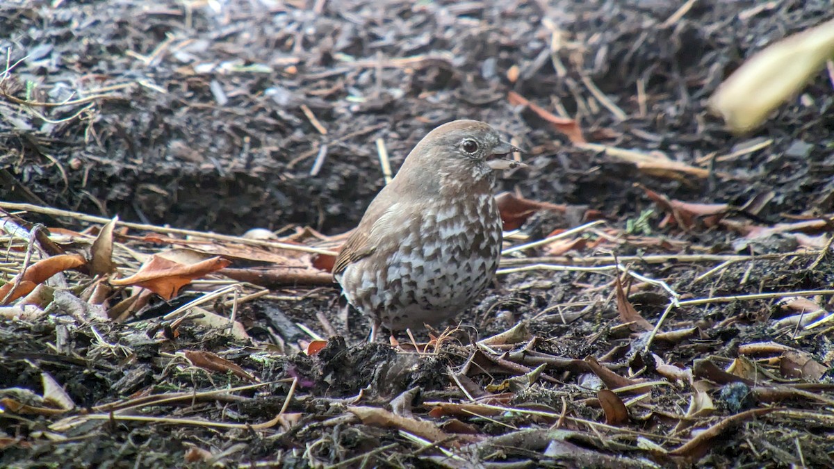 Fox Sparrow (Sooty) - ML552320721