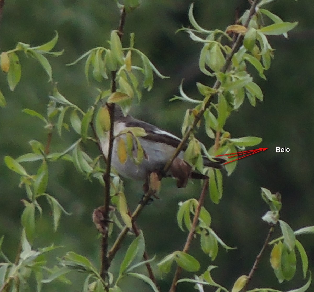 Semicollared Flycatcher - ML55232091