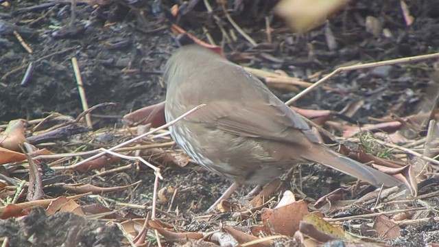 Fox Sparrow (Sooty) - ML552321421