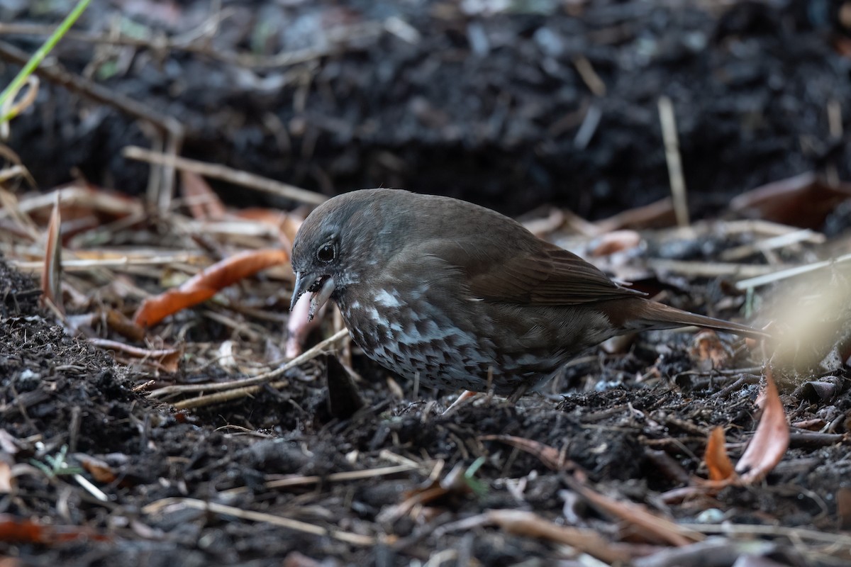 Fox Sparrow (Sooty) - ML552321751