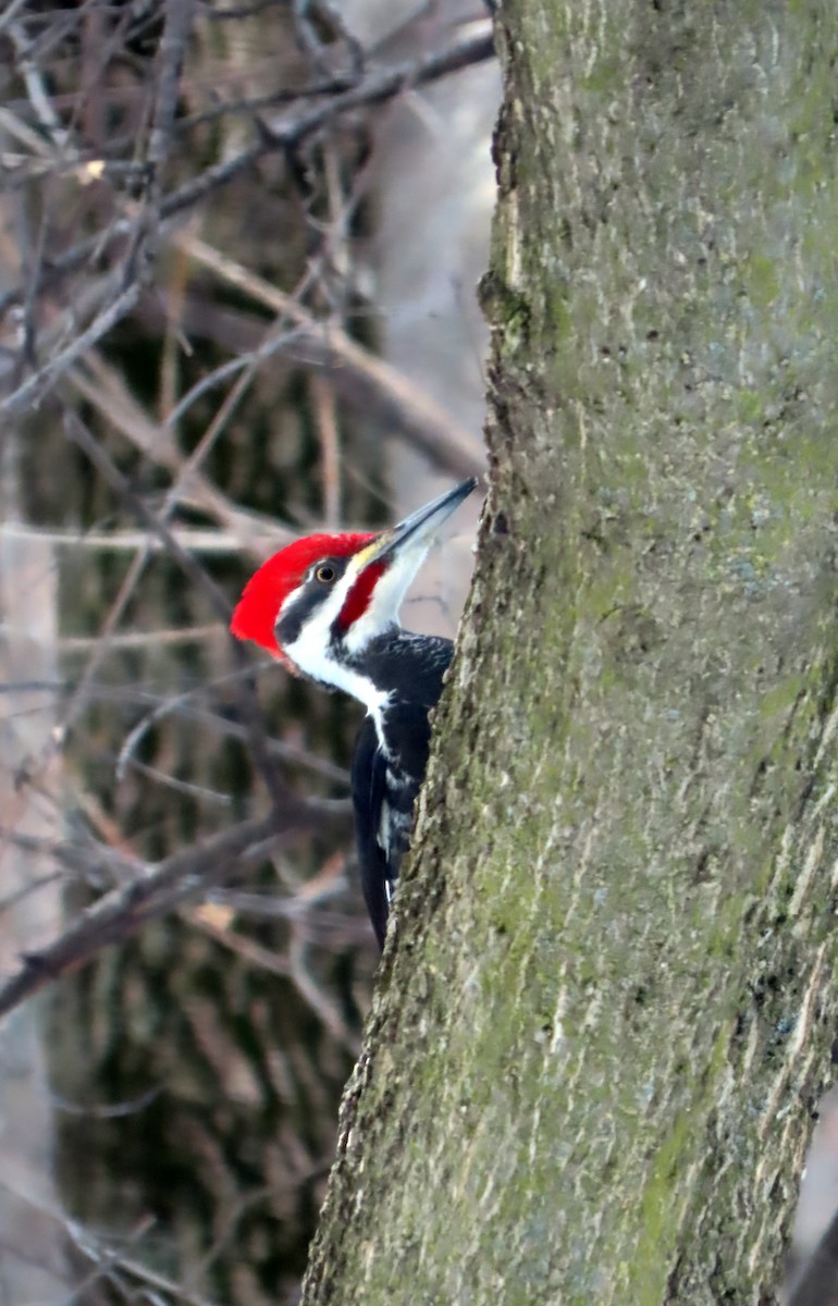 Pileated Woodpecker - ML552322111