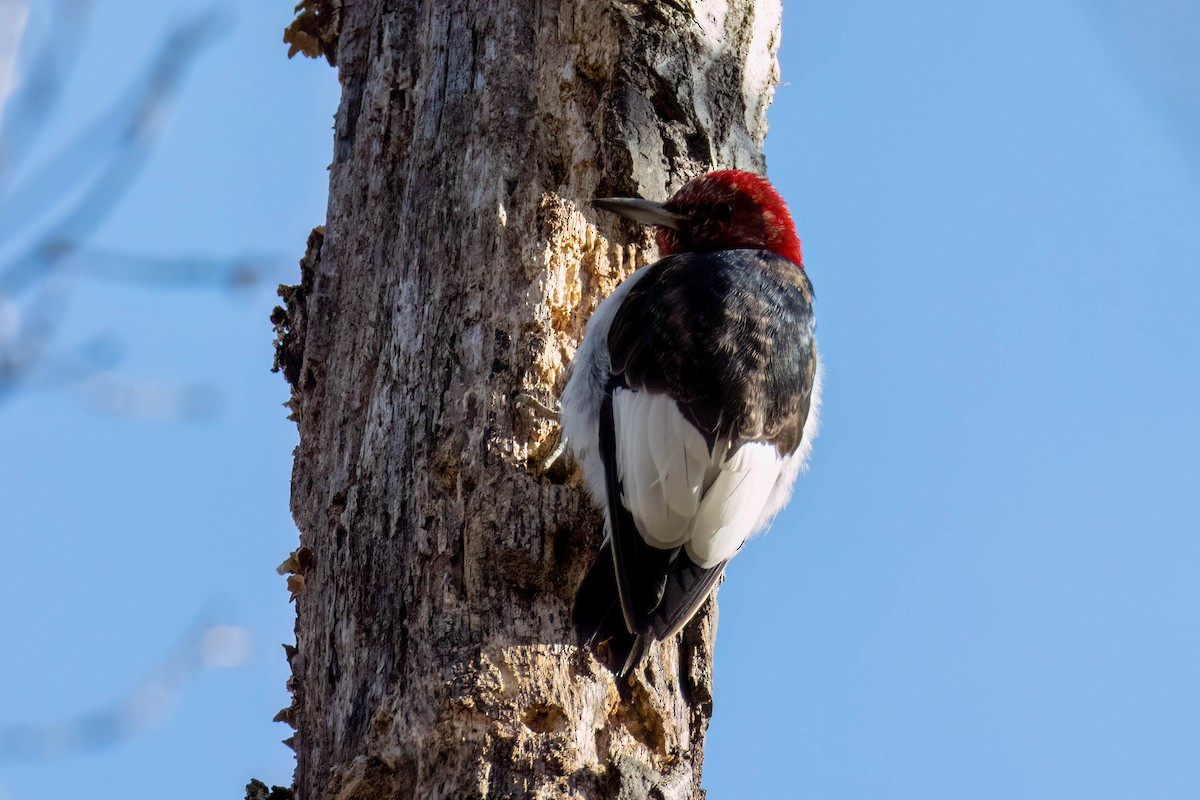 Red-headed Woodpecker - ML552322181