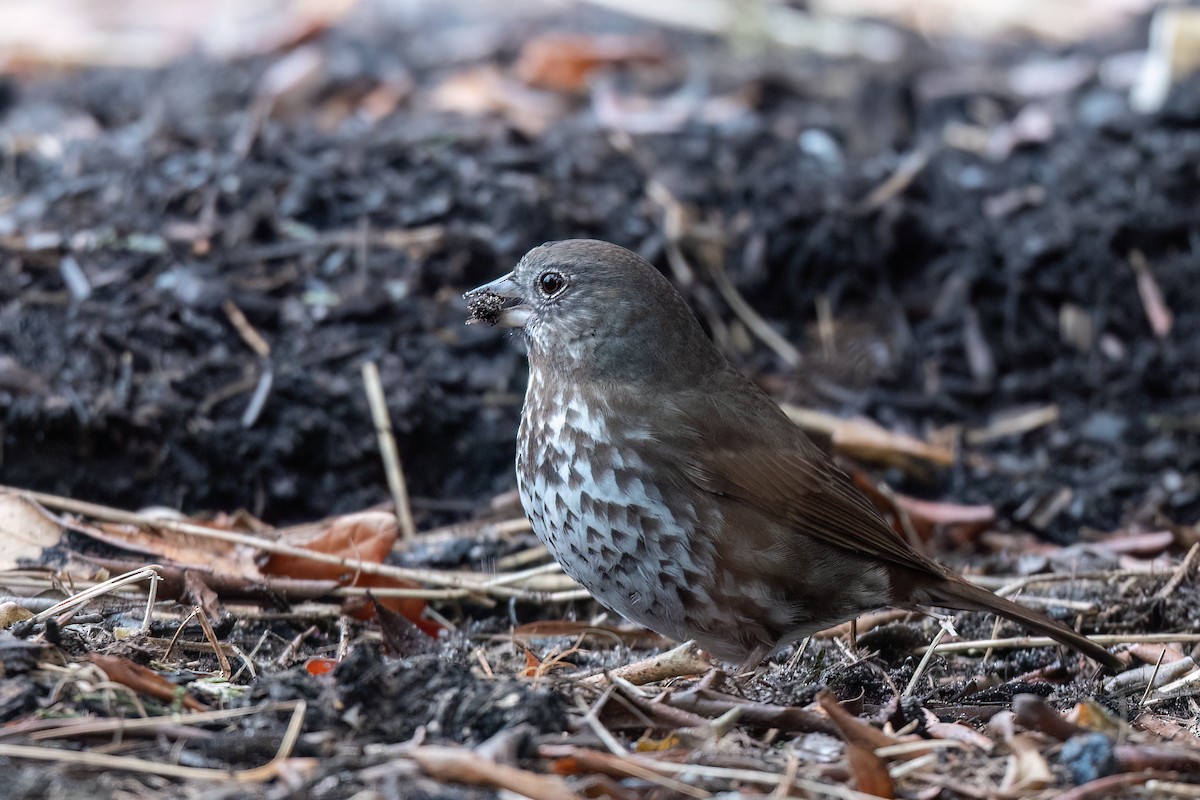 Fox Sparrow (Sooty) - ML552323251