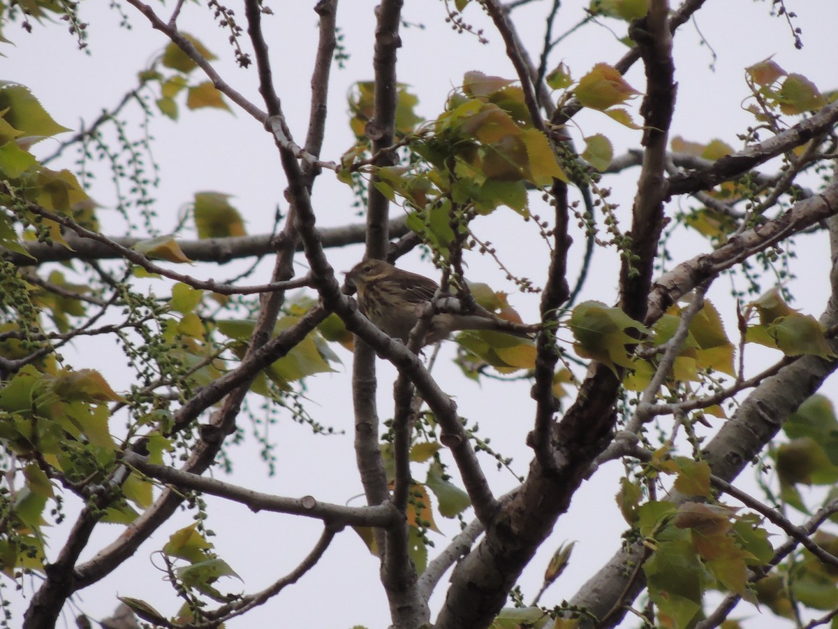 Tree Pipit - ML55232391