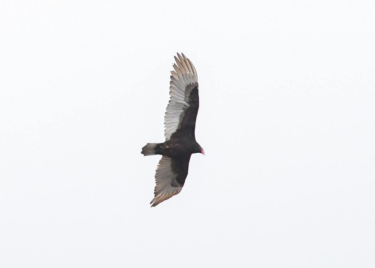 Turkey Vulture - Shawn Pfautsch