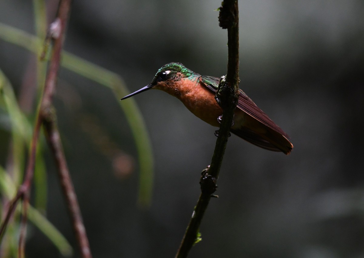 kolibřík brazilský - ML552325111