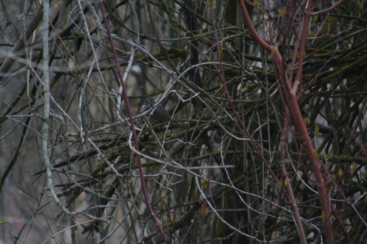 Fox Sparrow - Hilary Turner