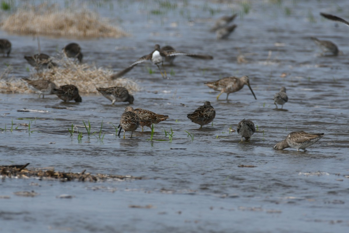 Long-billed Dowitcher - ML552326341