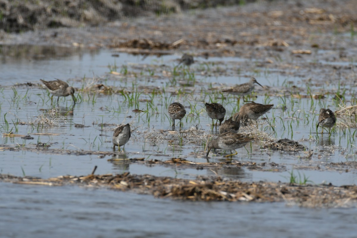 Long-billed Dowitcher - ML552326371