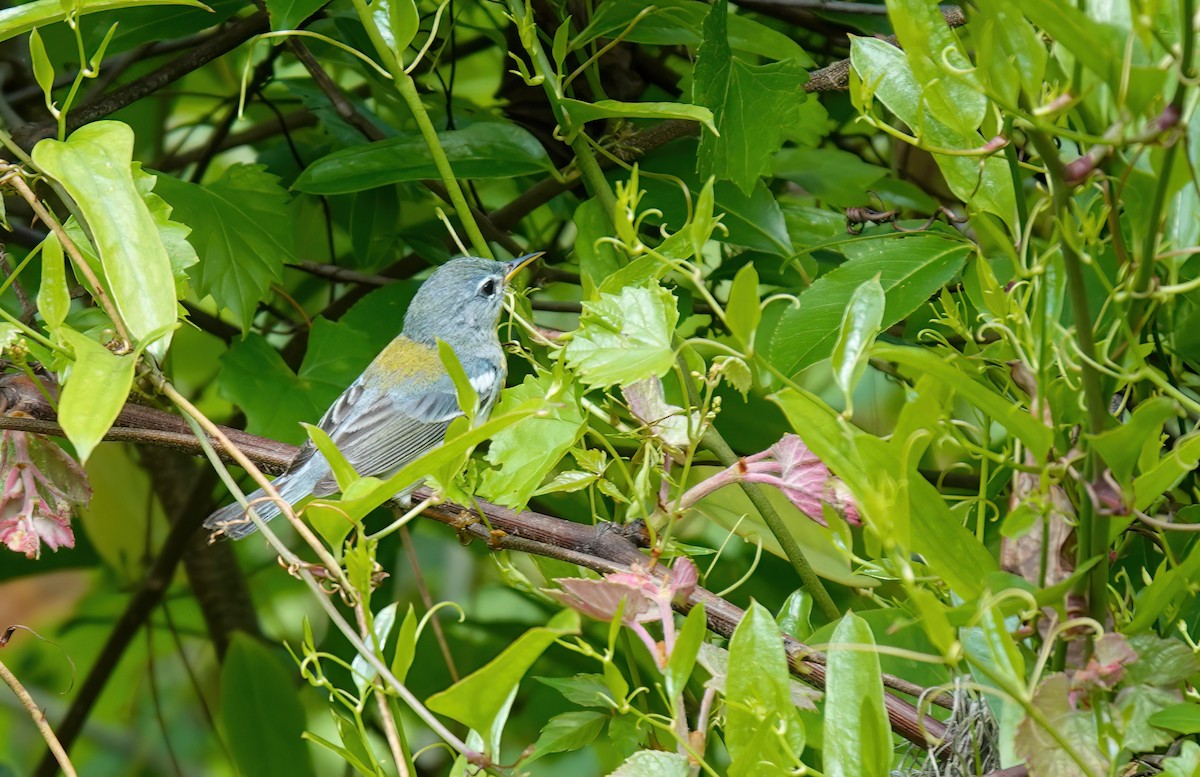 Пісняр північний - ML552327861