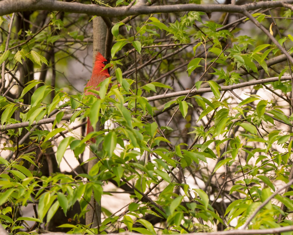 Northern Cardinal - ML55232871