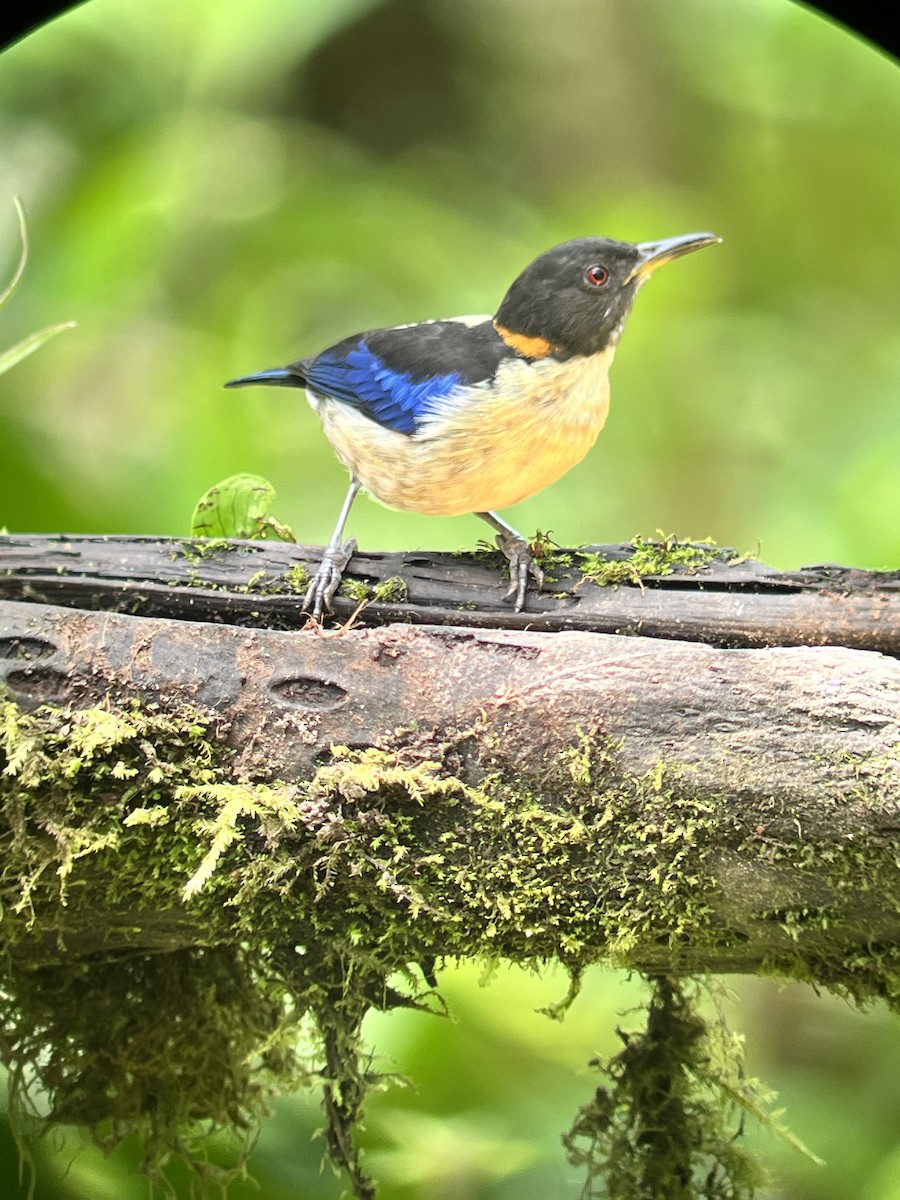 Golden-collared Honeycreeper - ML552329181