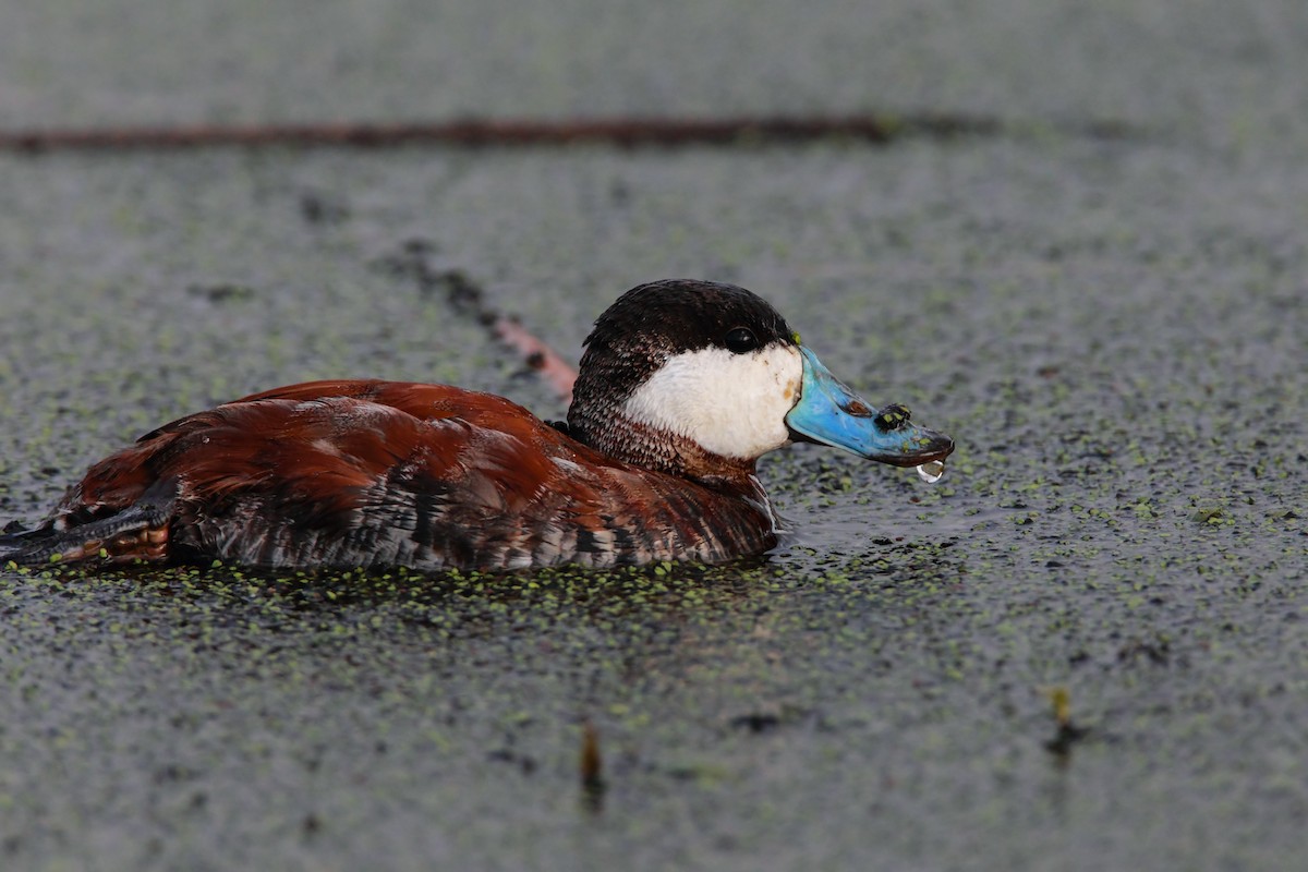 Ruddy Duck - ML552329321