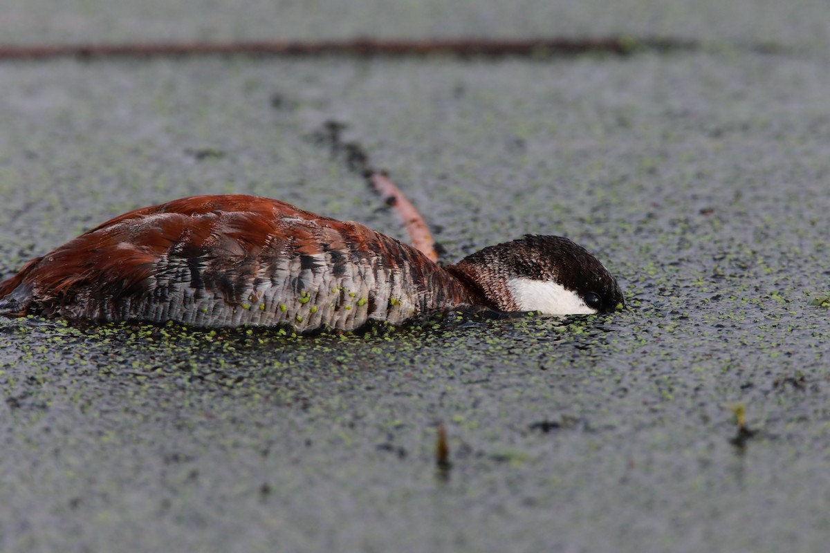 Ruddy Duck - Scott Carpenter