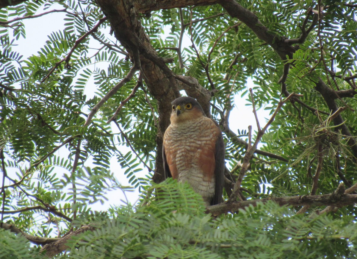 Sharp-shinned Hawk - ML552329411