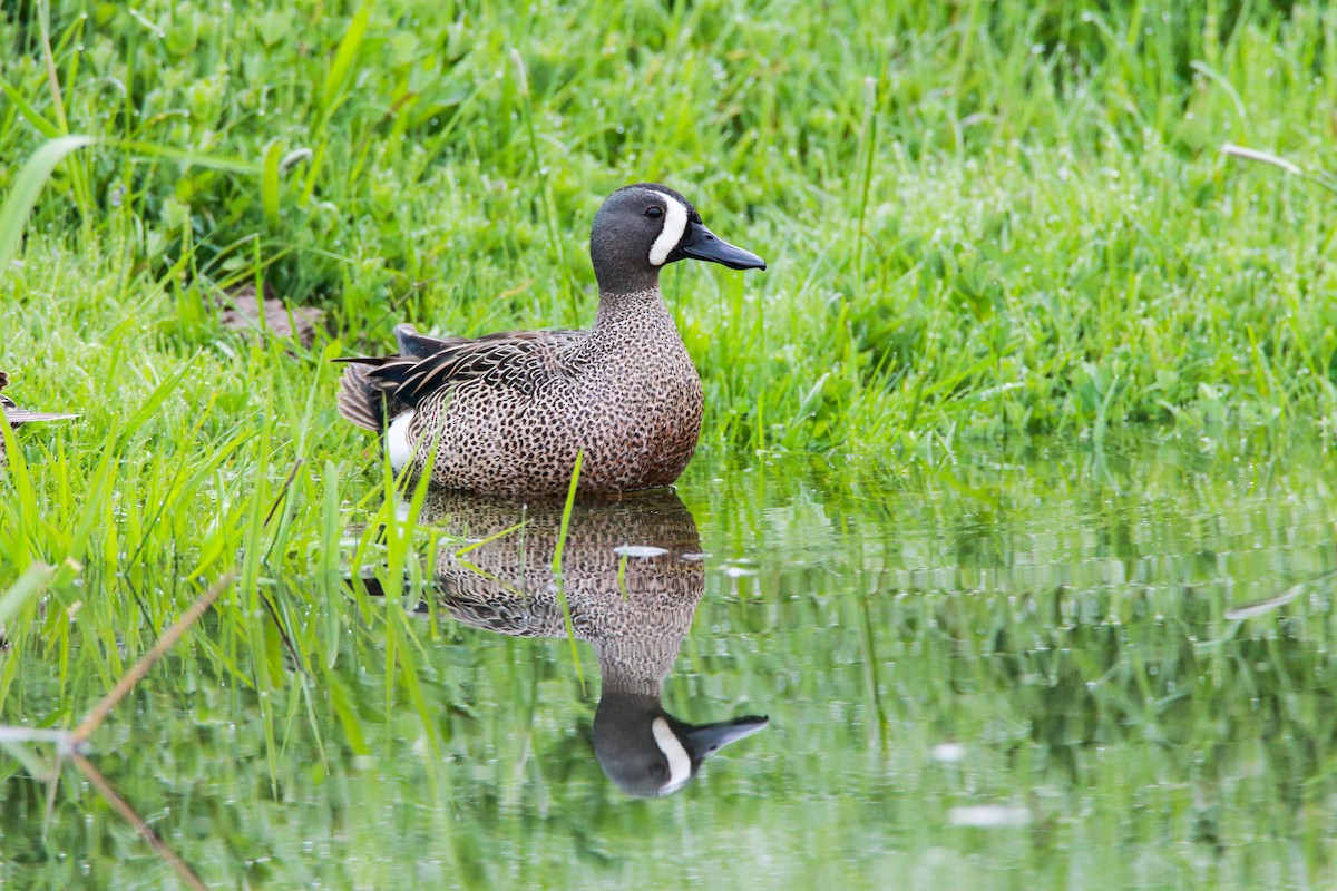 Blue-winged Teal - ML552329681