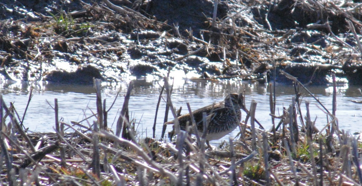 Wilson's Snipe - ML552329711