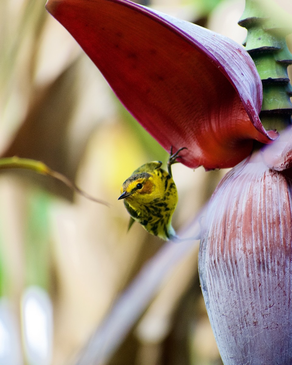 Cape May Warbler - ML552330571