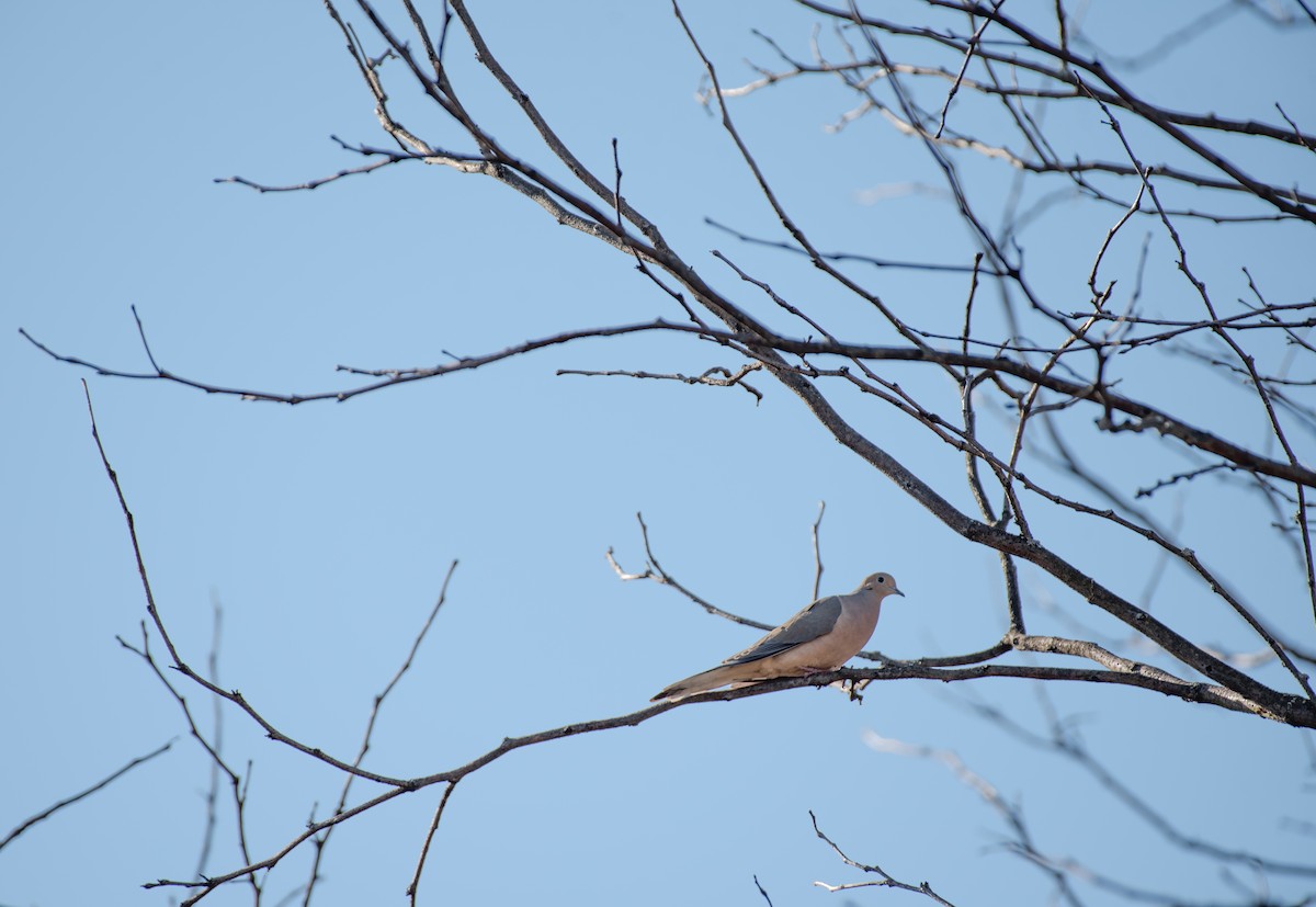 Mourning Dove - ML552331731