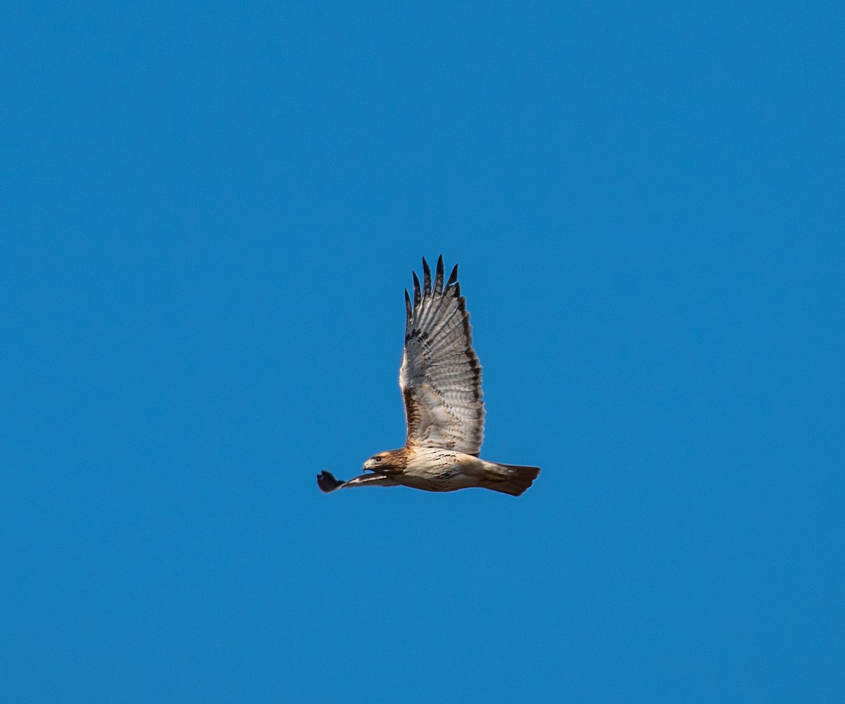 Red-tailed Hawk - ML552331851