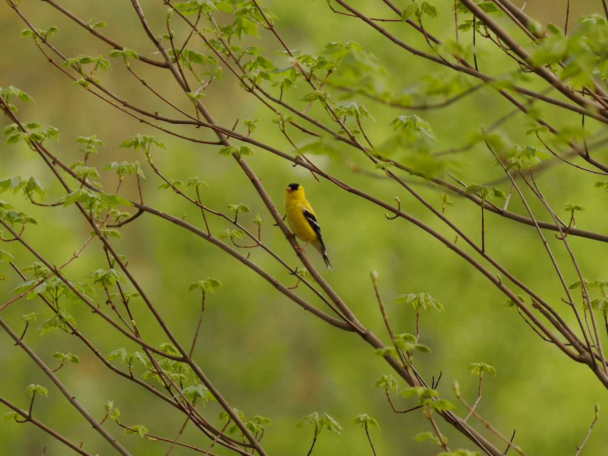 American Goldfinch - Patrick Murphy