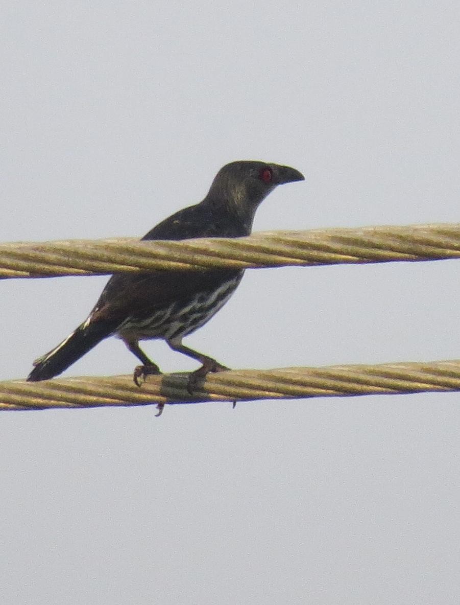 Asian Glossy Starling - ML552332041