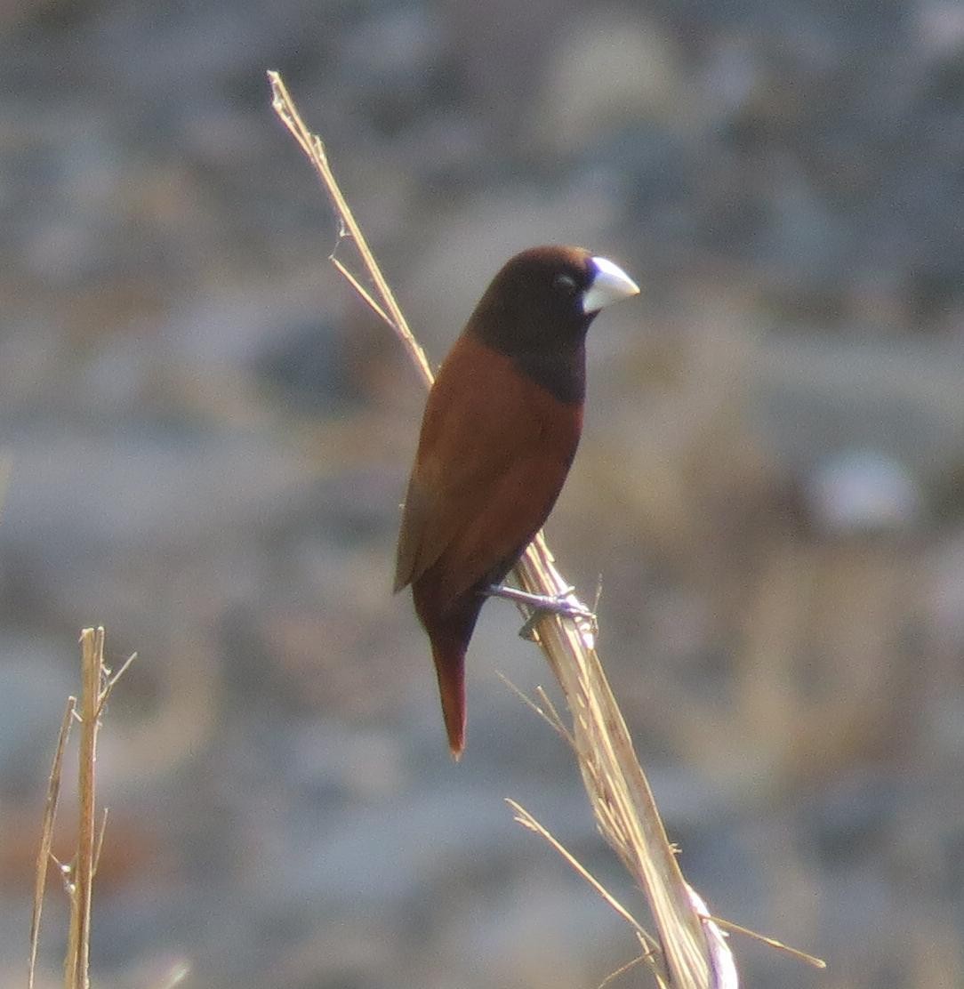 Chestnut Munia - ML552332211