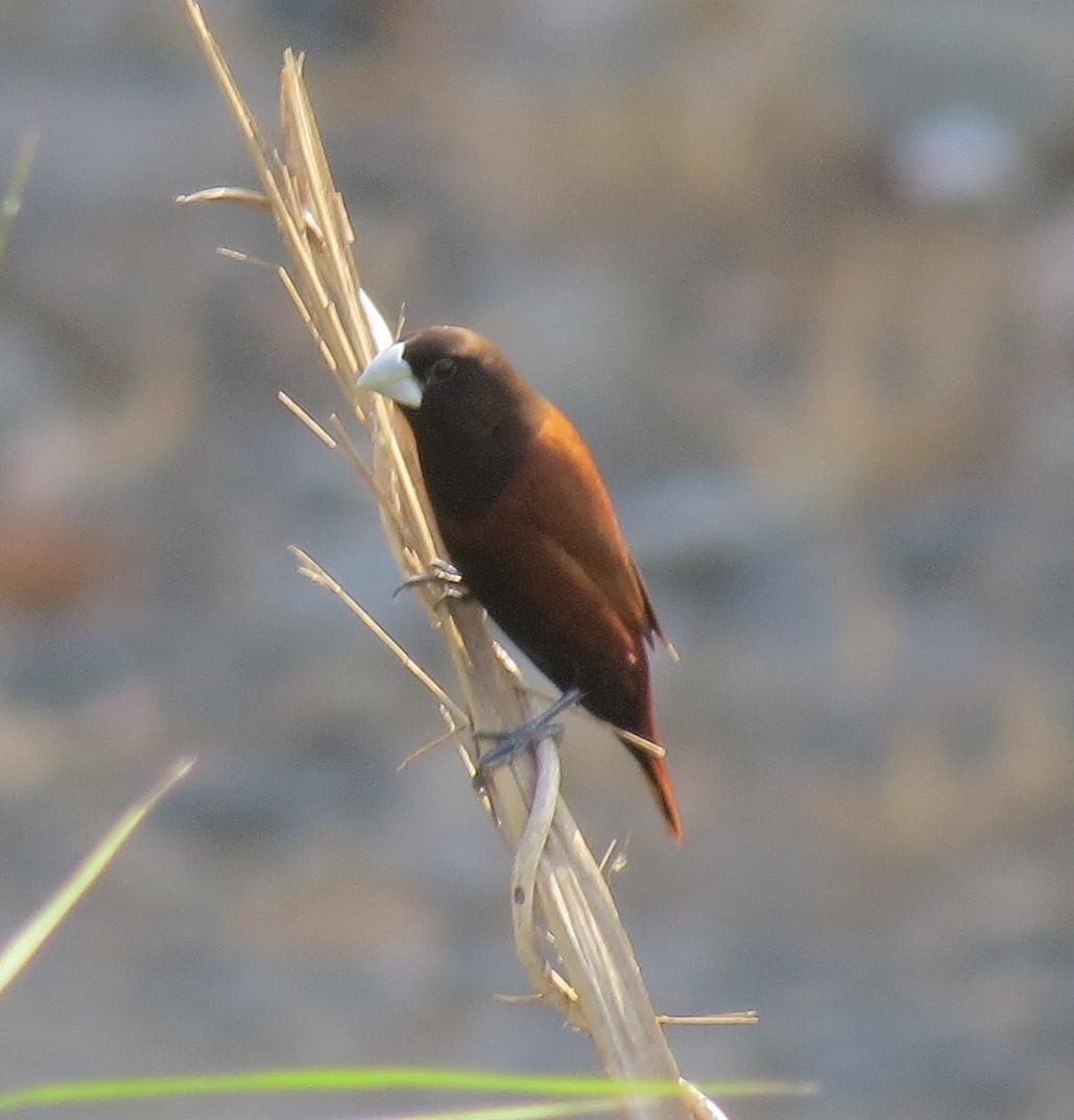 Chestnut Munia - ML552332221