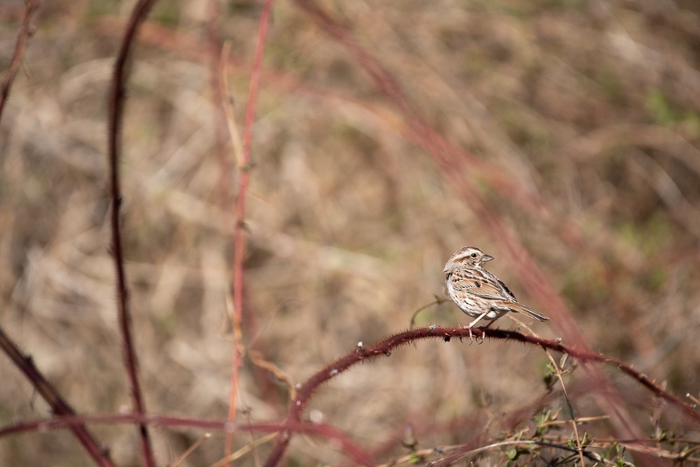 Song Sparrow - ML552332471