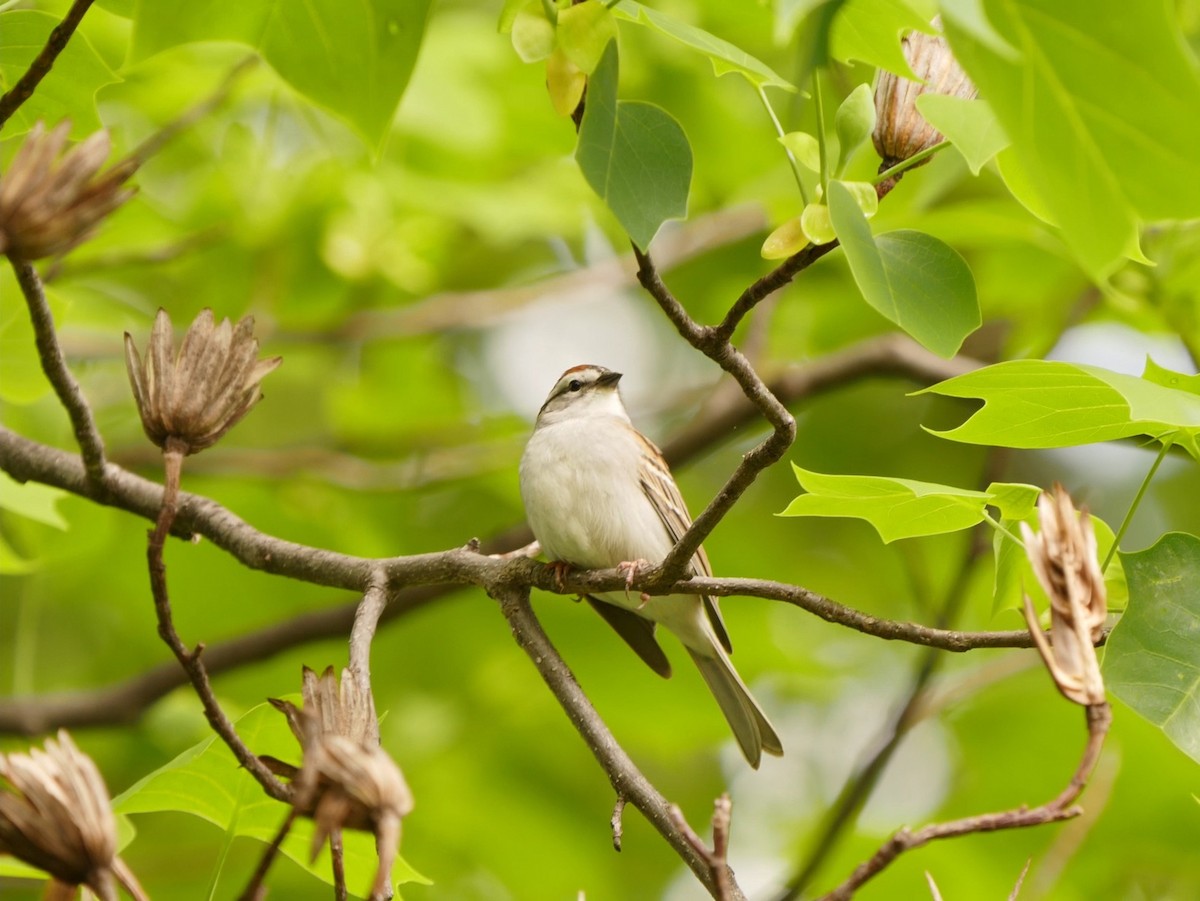 Chipping Sparrow - ML55233271